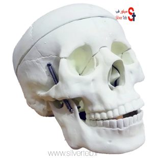 مولاژ جمجمه انسان اندازه طبیعی