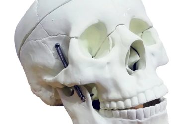 مولاژ جمجمه انسان اندازه طبیعی