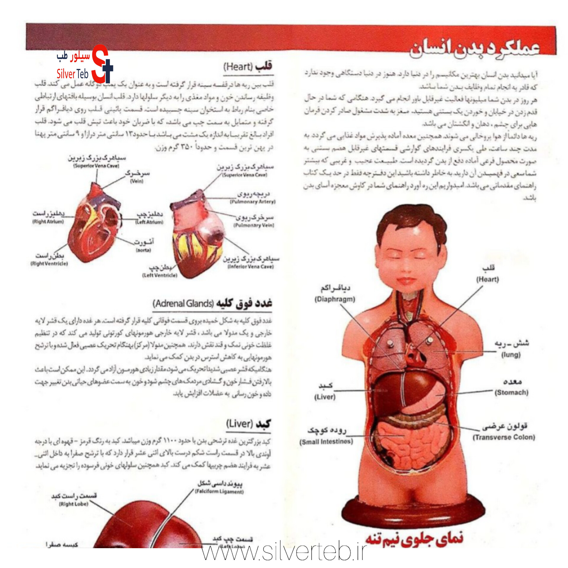 مولاژ نیم تنه انسان ۸ تکه عروسکی - تصویر 11