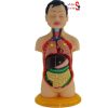 مولاژ نیم تنه انسان ۸ تکه عروسکی