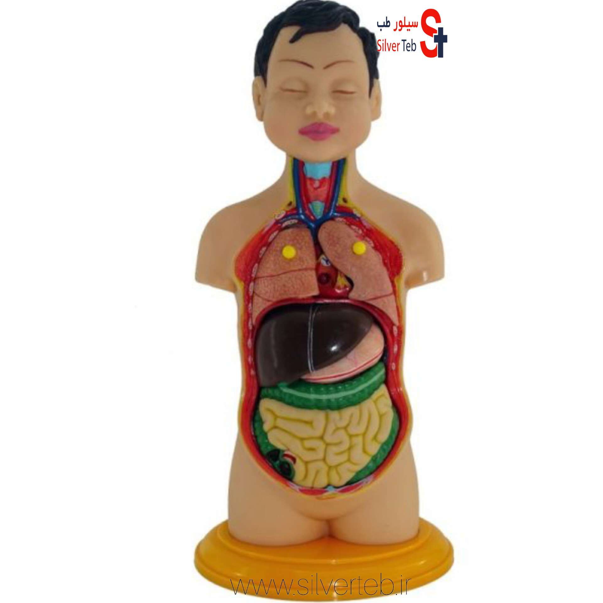 مولاژ نیم تنه انسان ۸ تکه عروسکی