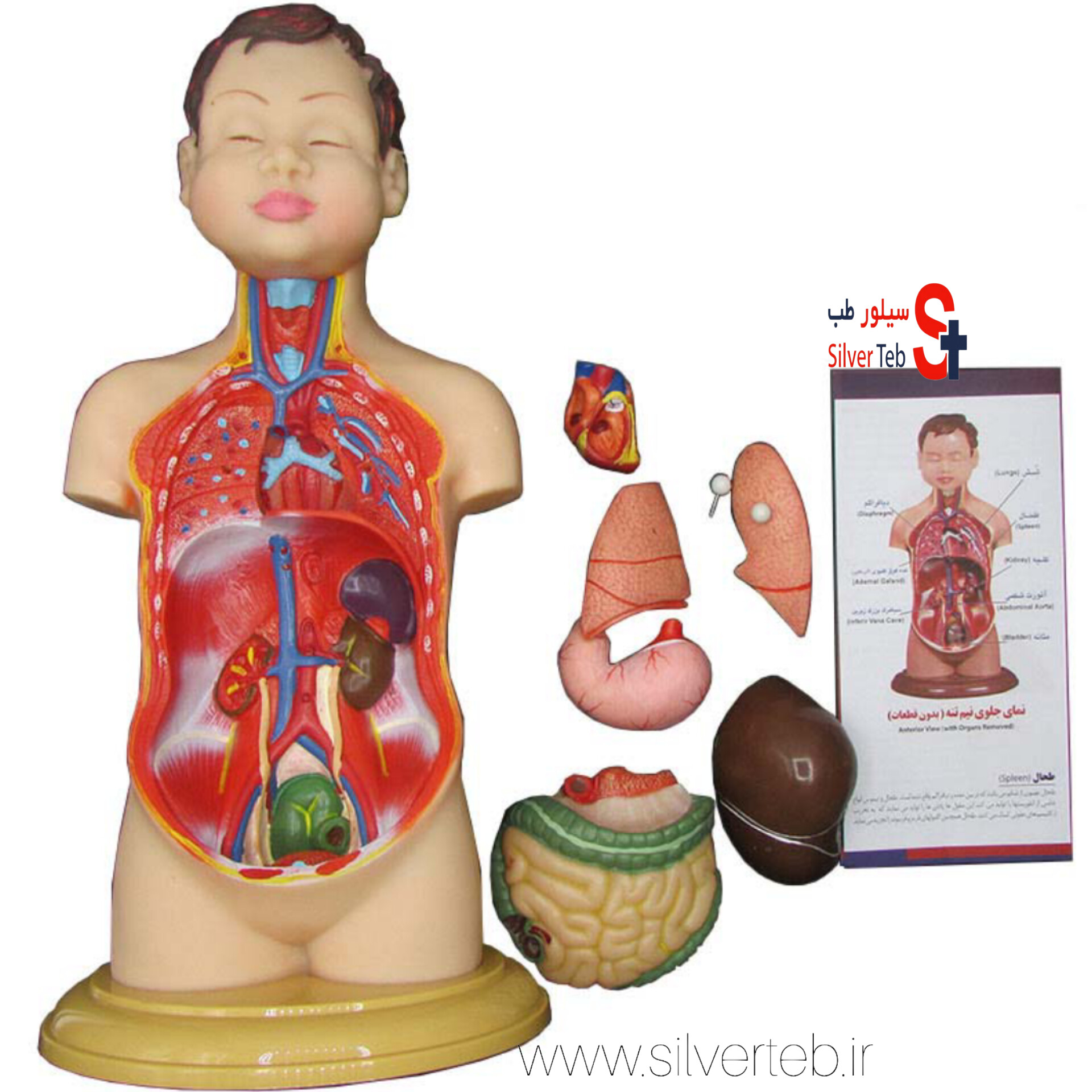 مولاژ نیم تنه انسان ۸ تکه عروسکی - تصویر 7