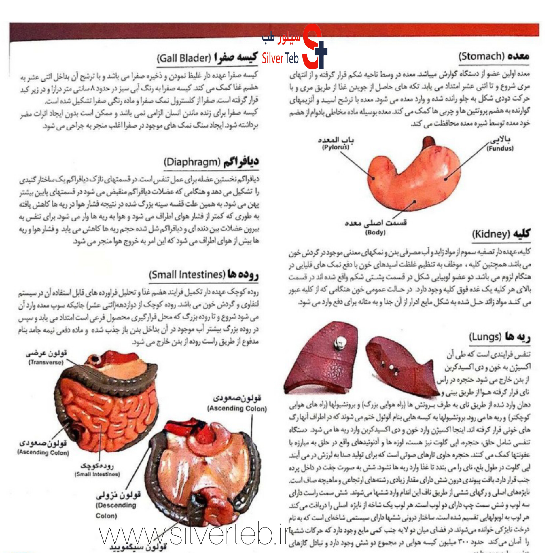 مولاژ نیم تنه انسان ۸ تکه عروسکی - تصویر 12