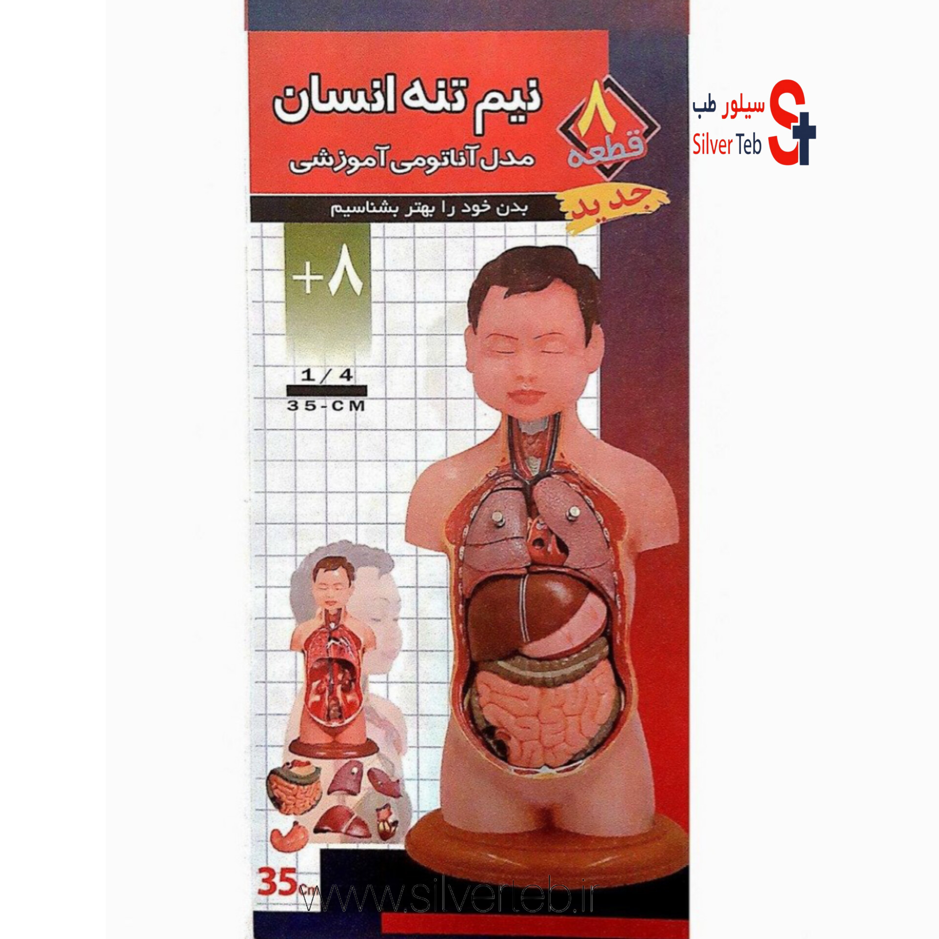 مولاژ نیم تنه انسان ۸ تکه عروسکی - تصویر 8