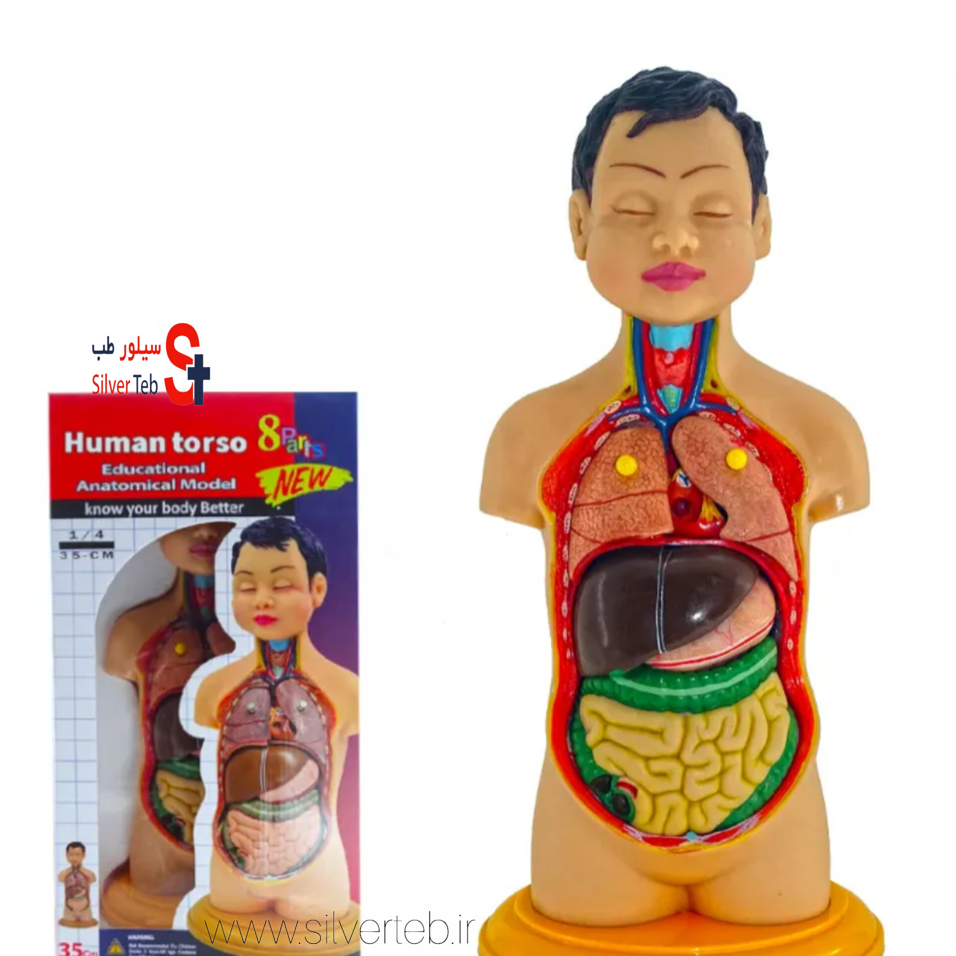 مولاژ نیم تنه انسان ۸ تکه عروسکی - تصویر 3